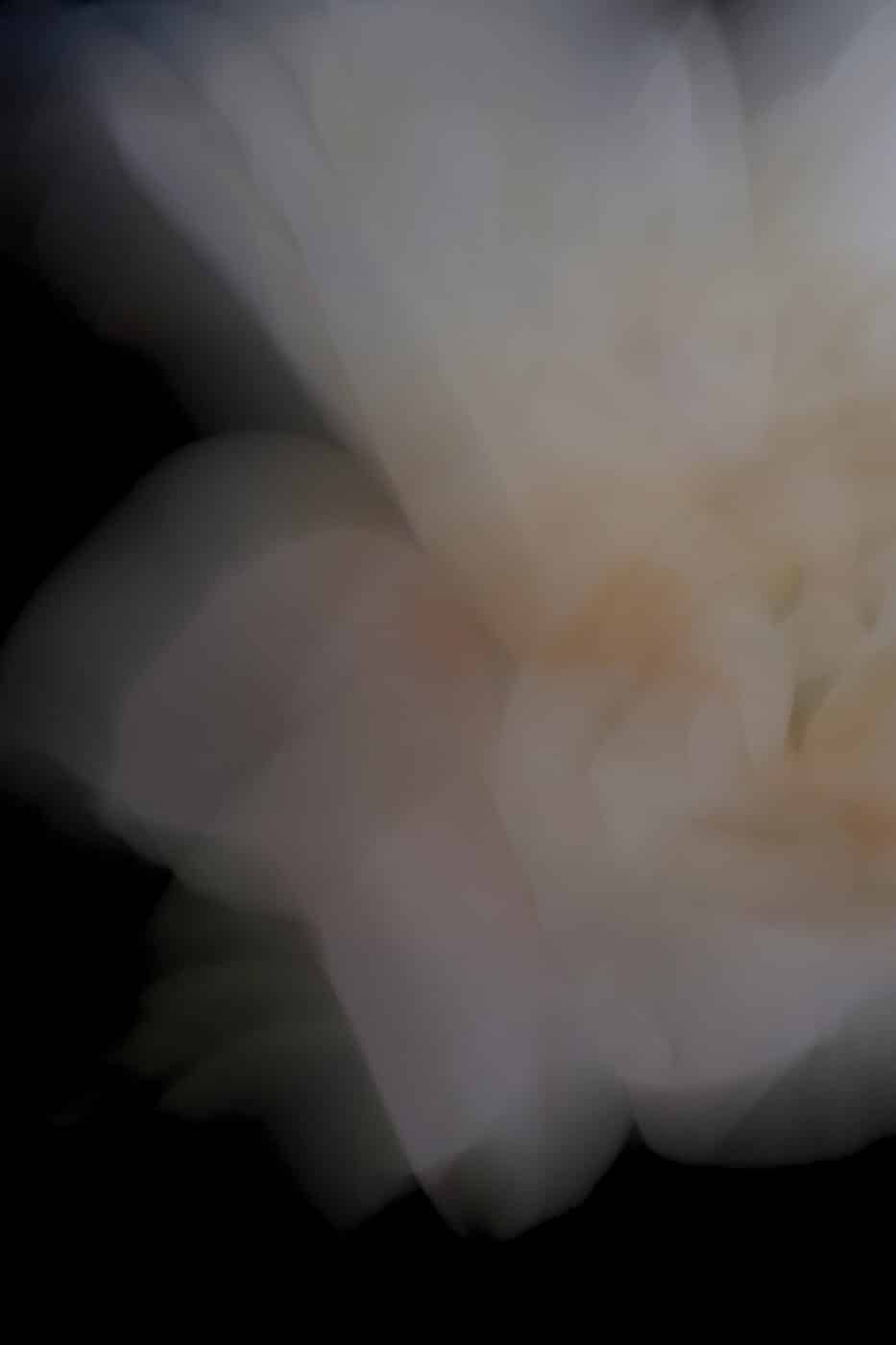 Emne 9, Oda Svendgård, The Movement of Petals, Photographic Painting