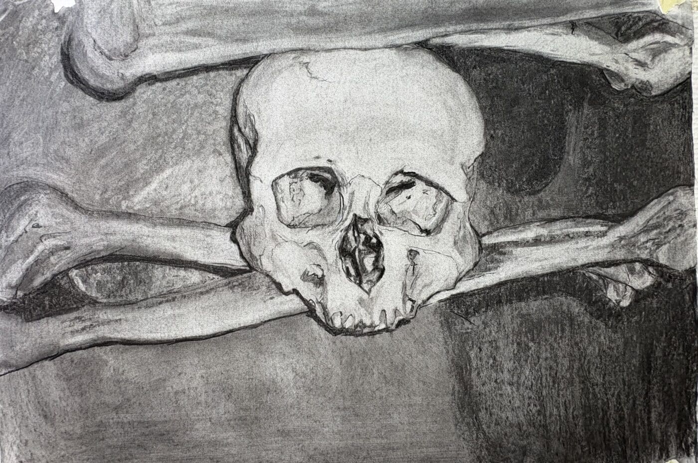 Line Bjarnesen, « Studie av kranium», 50x70, Kull på papir